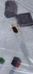 Pentatomomorpha