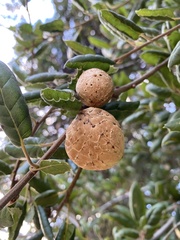 Amphibolips quercuspomiformis