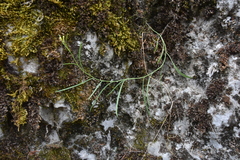 Sisymbrium linifolium