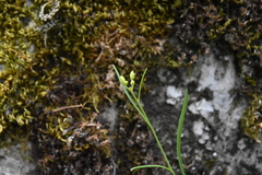 Sisymbrium linifolium