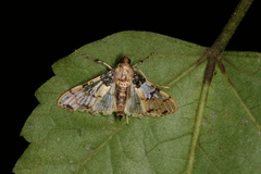 Azochis