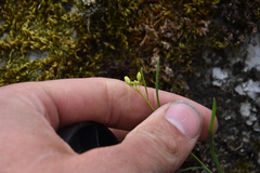 Sisymbrium linifolium