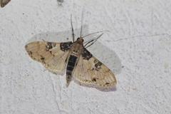 Azochis