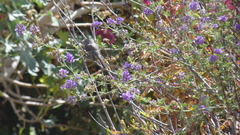 Anairetes flavirostris