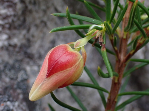 Image of Down Heath (Erica lanuginosa) by (c) Ren Hoekstra, some rights reserved (CC BY)