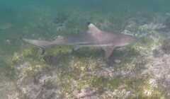 Carcharhinus melanopterus