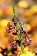 Curculionoidea