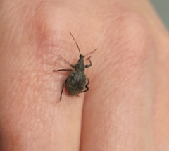 Otiorhynchus armadillo