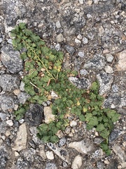 Modiola caroliniana