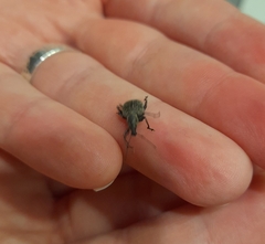 Otiorhynchus armadillo