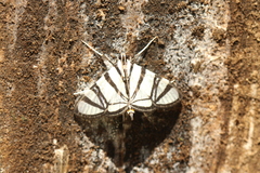 Conchylodes nolckenialis