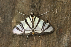 Conchylodes nolckenialis