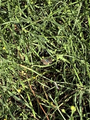 Hemiargus ceraunus
