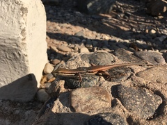 Trachylepis