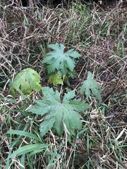 Napaea dioica