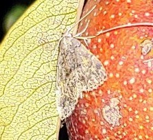 Aglossa pinguinalis