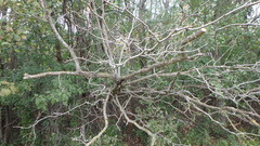 Crataegus mollis