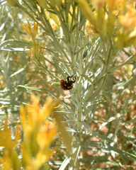 Coccinella transversoguttata