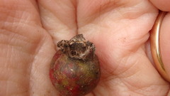 Crataegus mollis