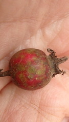Crataegus mollis