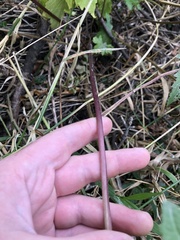 Napaea dioica