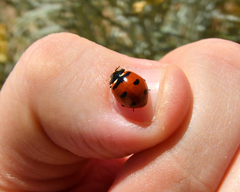 Coccinella transversoguttata