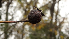 Crataegus mollis