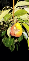 Aglossa pinguinalis