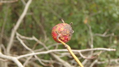 Crataegus mollis