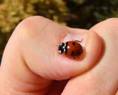 Coccinella transversoguttata