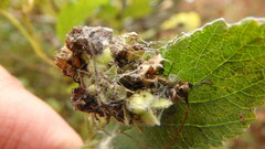 Physocarpus intermedius