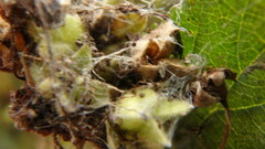 Physocarpus intermedius