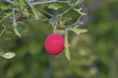 Ibervillea tenuisecta