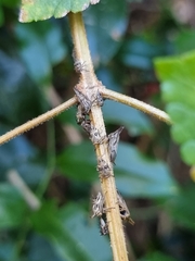 Aconophora compressa