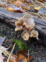Phaeotremella