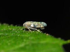 Xestocephalus