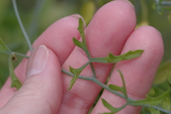 Ibervillea tenuisecta