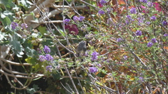 Anairetes flavirostris