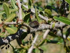 Pachycoris torridus