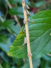 Aconophora compressa