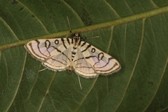 Conchylodes ovulalis