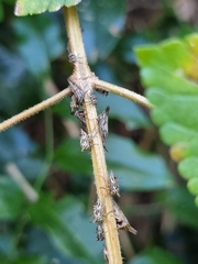 Aconophora compressa