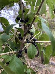 Rhamnus cathartica