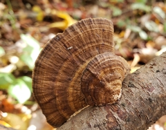 Daedaleopsis confragosa