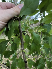 Rhamnus cathartica