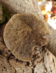 Daedaleopsis confragosa