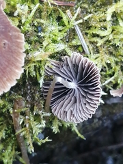 Mycena leptocephala