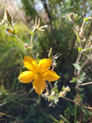 Mentzelia hispida