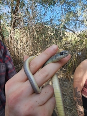 Coluber constrictor mormon