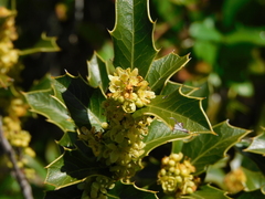 Maytenus ilicifolia